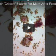 Head Lice and Sea Lice are similiar