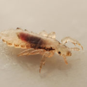 Adult louse on white background