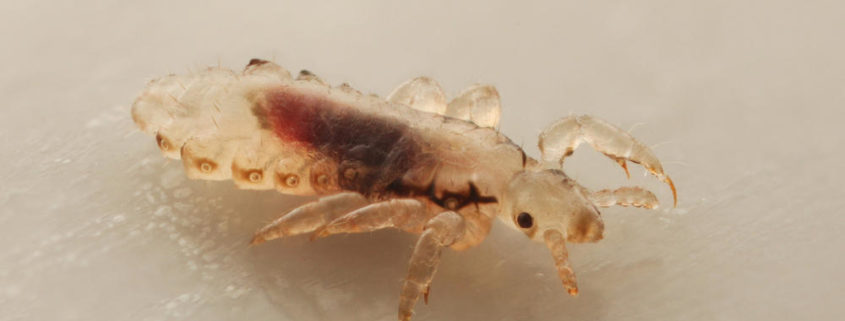 Adult louse on white background